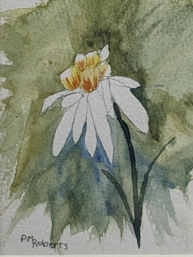 Edelweiss Greeting Cards